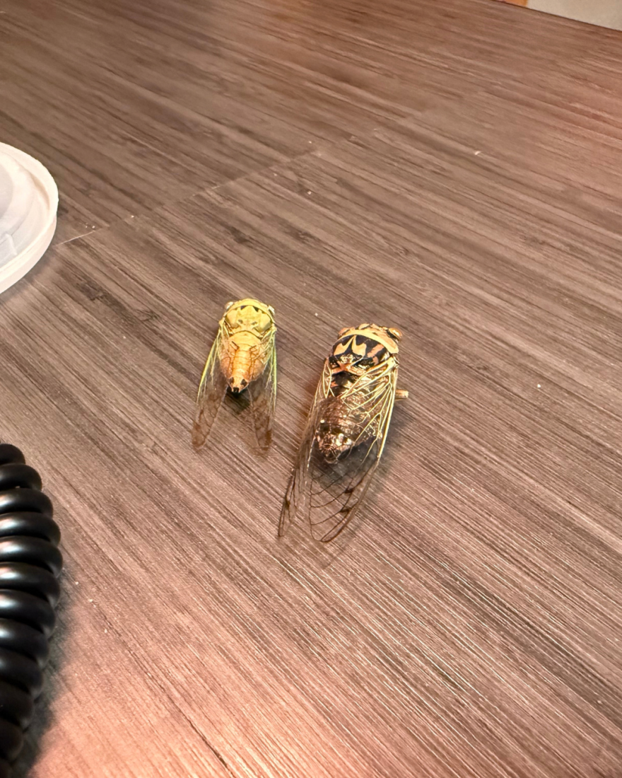 Two cicadas found in Sam Kieschnick's backyard. Both are adults of different species, and died after only living for a few weeks.