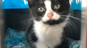 A fluffy black and white kitten sits on a patterned cushion in a plastic carrier. She has taupe-colored eyes and a pink nose. She has light yellow-brown eyes and a pale pink nose.