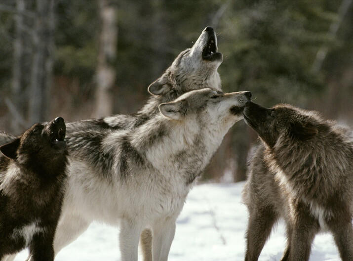 Gray Wolves in Idaho.