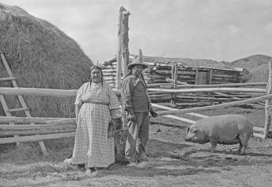 Indigenous farmers and a hog on a primitive farmstead.