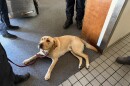 Aerial view of Lambeau as he is lying down. He is looking up at his handler Katie Nelson who isn't in frame of the photo.