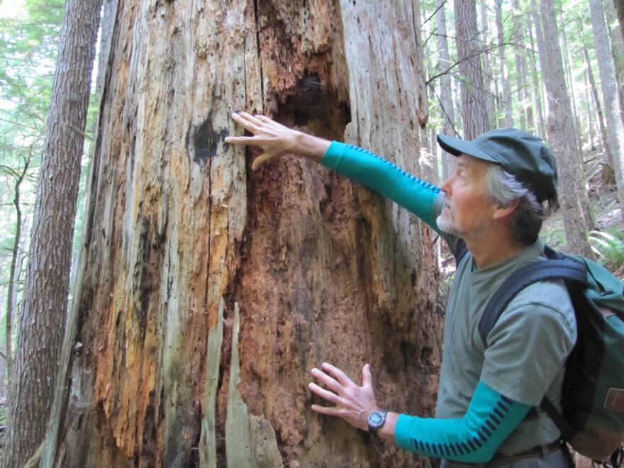 Mark Huff was a young post-graduate student back in 1978 when the Hoh Fire burned 1,250 acres not too far from the site of the current Paradise Fire. He’s been studying Olympic rainforest fires ever since. Historically, these fires occur every 500-1,000 y