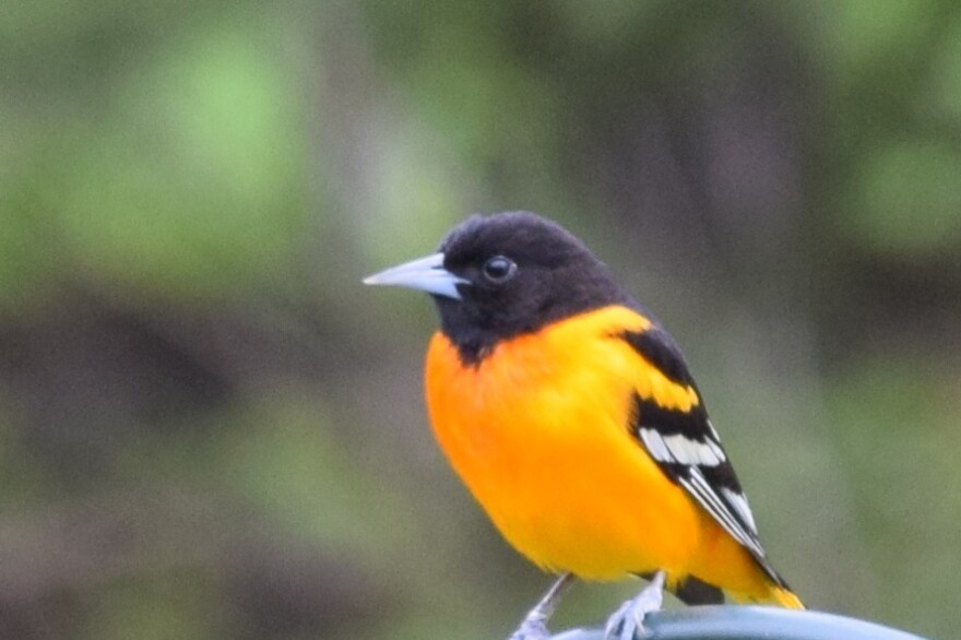 Close up of a Baltimore Oriole, with a bright orange chest, black head, and black and white wing