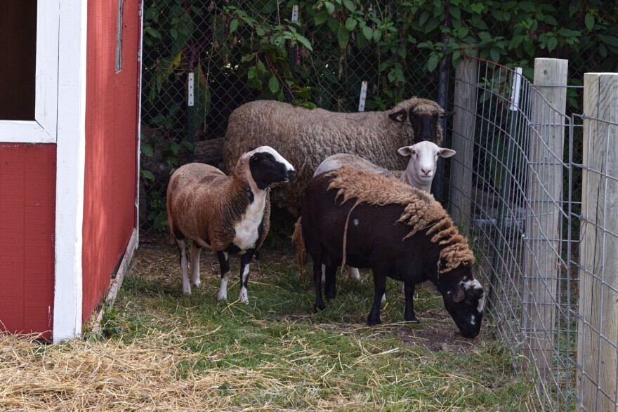 Hamburg Community School District in Iowa has four sheep on its farm.