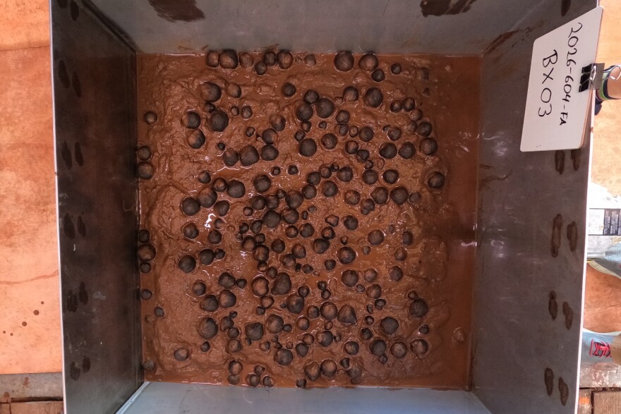 FILE - This photo provided by the U.S. Geological Survey shows polymetallic nodules in a sample from the seafloor that was collected on April 14, 2026, in U.S. waters off American Samoa.