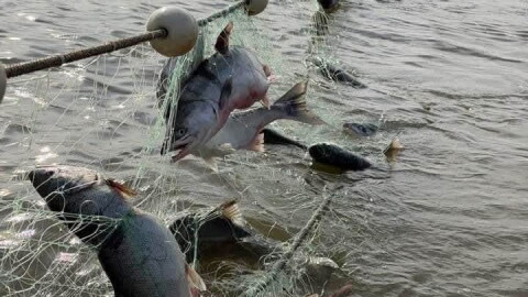 Kotzebue Sound chum in a commercial fishing net