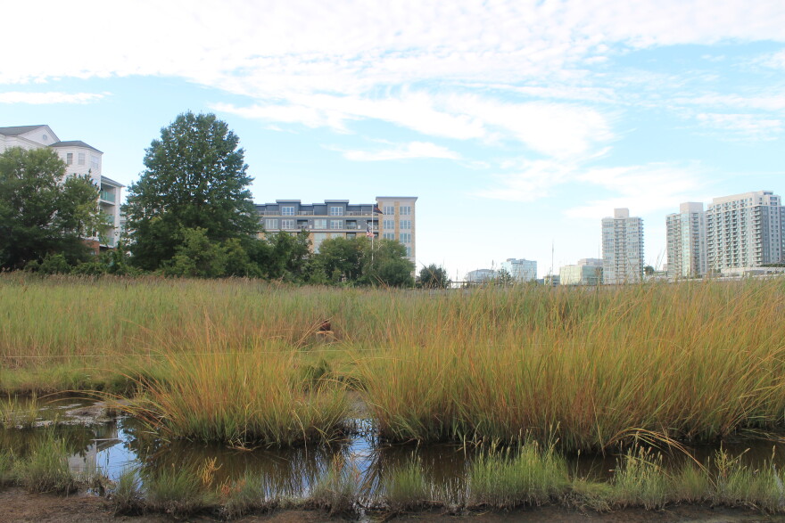 Stamford has about four acres of salt marsh left along its coastline, two of which is in Boccuzzi Park.