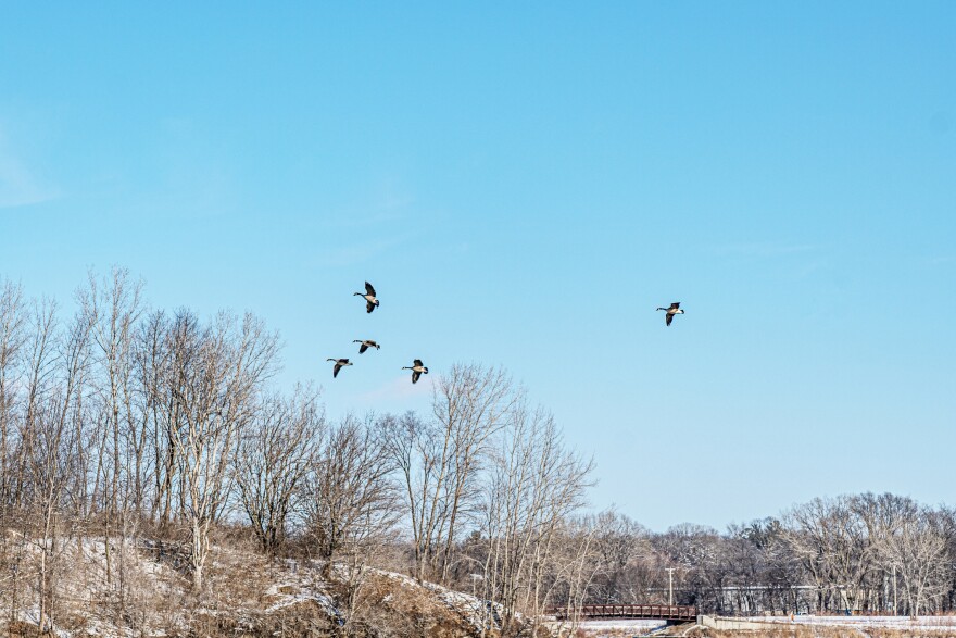 Wild bird fly high in a blue sky over a winter scene in Ames, Iowa. A wooden bridge stretches across a landscape that includes snow and leafless trees. More than 150 million chickens, turkeys and ducks have died because of the bird flu, most of them culled to prevent spread. The virus is also spread by wild birds, like these at Ada Hayden Heritage Park in Ames, Iowa.
