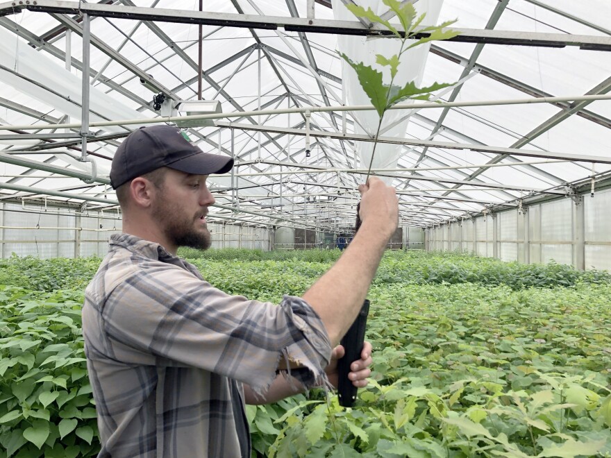 Kansas Forest Service staff grow oaks and other native trees and shrubs at the agency’s headquarters in Manhattan.