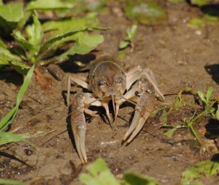 Mudbug