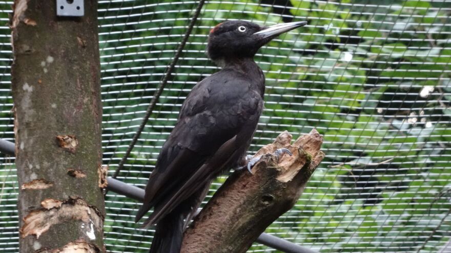 Sam Van Wassenbergh / Universiteit Antwerpen