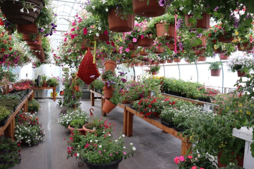 a nursery full of red and white flowers