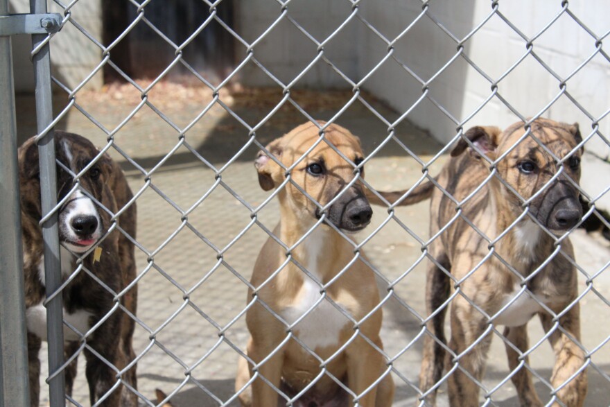 WVPB Greyhounds Sarras Farm 6