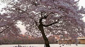A cherry blossom tree on the Potomac. Not bad, eh?