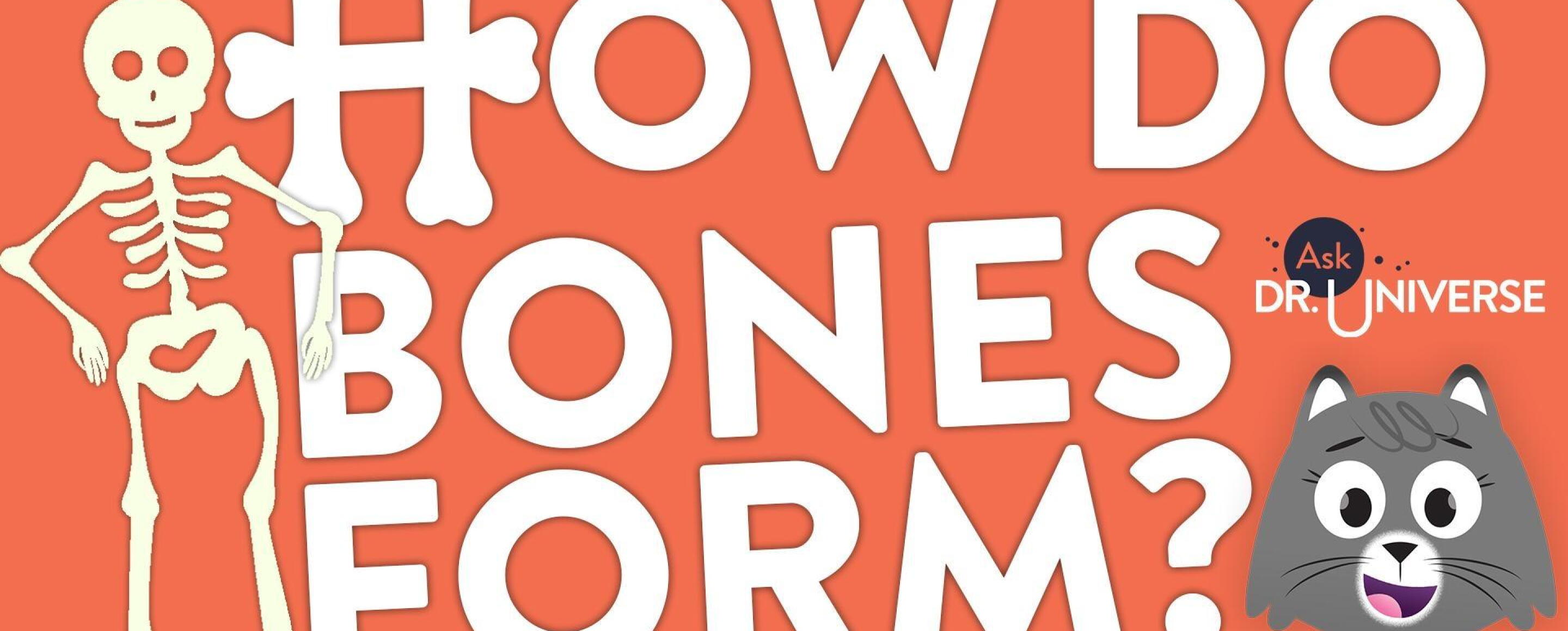 How Do Bones Form?