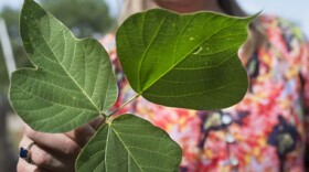 Karen Hickman, Oklahoma State University professor of natural resource ecology and management, displays what the leaflets of a healthy and growing kudzu plant look like.