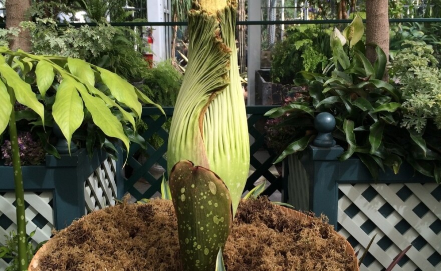 Dougsley, the corpse flower at Volunteer Park Conservatory
