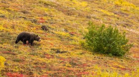 A grizzly bear in Denali National Park.