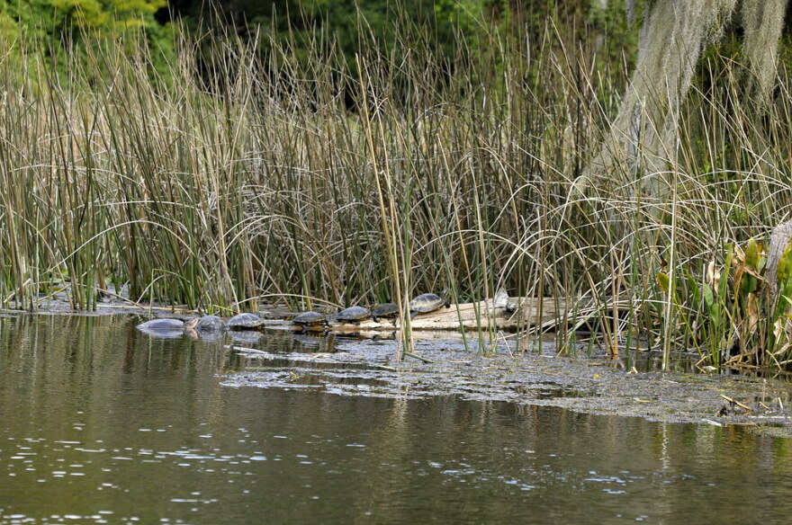 Turtles on a log at Wakulla Springs