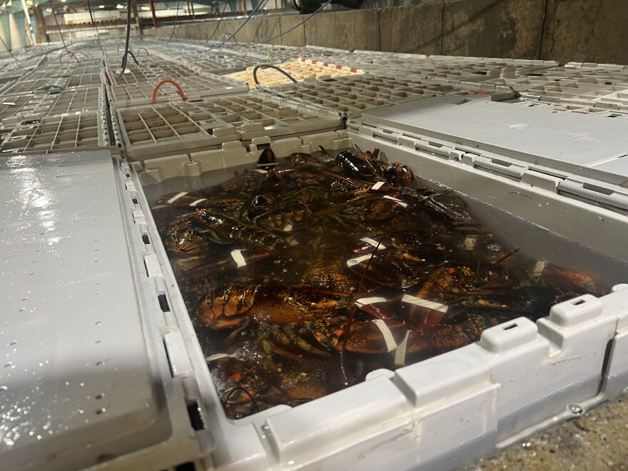 Crates of lobster are submerged in a pool of cold seawater at Bold Coast Seafood in Prospect Harbor, ME.