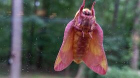 The rosy maple moth