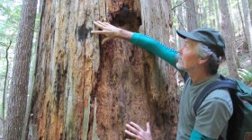 Mark Huff was a young post-graduate student back in 1978 when the Hoh Fire burned 1,250 acres not too far from the site of the current Paradise Fire. He’s been studying Olympic rainforest fires ever since. Historically, these fires occur every 500-1,000 y