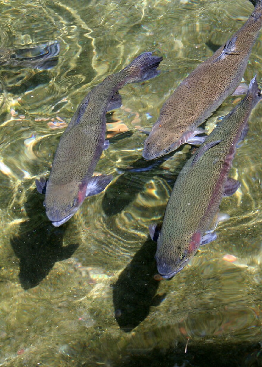 Rainbow trout swim in a clear stream. Three sleek, lightly spotted fish swim toward the camera in clear, shallow water. The two in front have vivid maroon-red stripes on their sides, and the one in back is more brown colored.