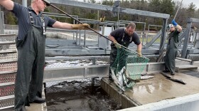 DNR staff at the Little Manistee River Weir pull up dead steelhead from holding pens on Tuesday morning. A power outage at the weir knocked out oxygen pumps for the fish holding tanks. (Photo: Vivian La/IPR News)