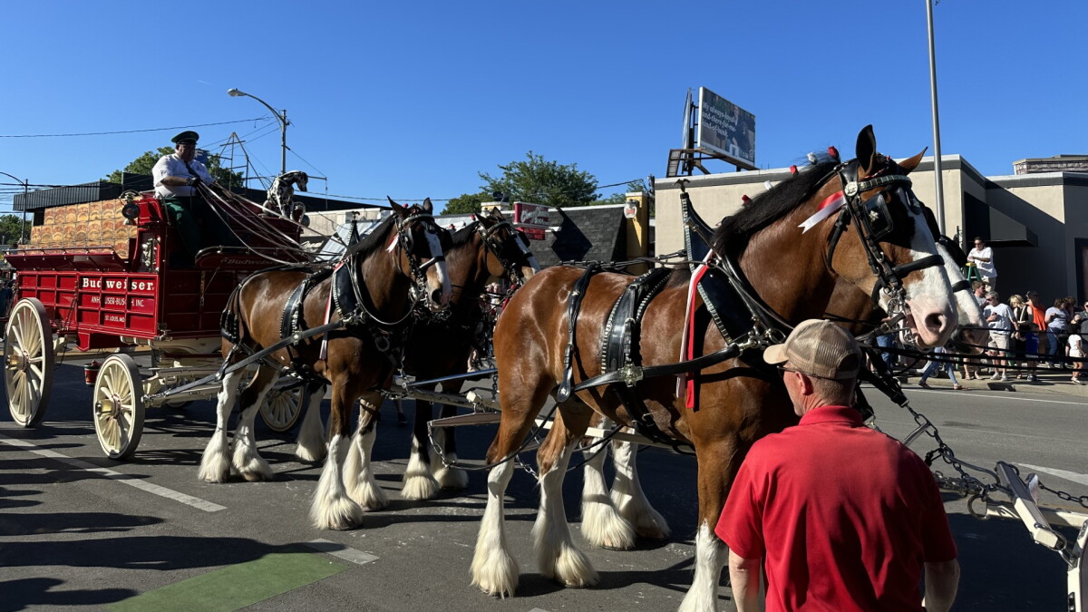 World famous Budweiser Clydesdales help Chevy Chase Inn celebrate 90 years in Lexington - Vimarsana News