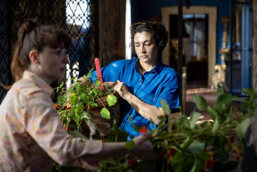 Director of Horticulture Erika Rumbley carries a pot at the base of a string of nasturtium vines through the hallways of the courtyard at the Isabella Stewart Gardner Museum. (Robin Lubbock/WBUR)