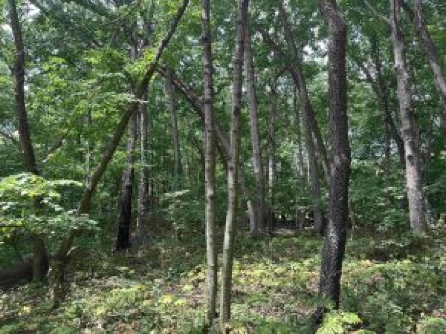 Black maples and some chokecherries can be seen in this view.