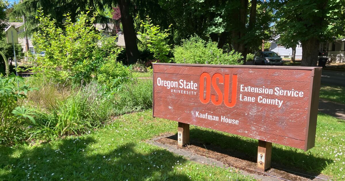 Lane County OSU Extension levy is failing, but still too close to call