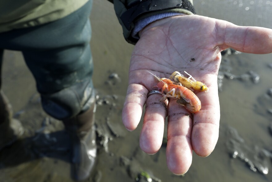 In this file photo from May 2015, Eric Hall, a manager for Taylor Shellfish, displays burrowing shrimp from the mud below his feet at low tide in Willapa Bay. Last April, state ecology officials denied a permit for imidacloprid to control the shrimp.  