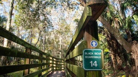 Trees hang over a boardwalk in the Black Bear Wilderness Area on Dec. 23, 2025. The 7-mile hiking trail, located in Seminole County, is a popular spot to sight the elusive Florida black bear. (Zoey Thomas/Fresh Take Florida)