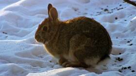 A brown rabbit sitting on snow in fading sunlight