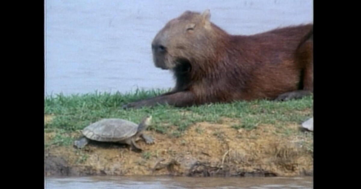 Cowboys, Caimans & Capybaras | WKAR Public Media