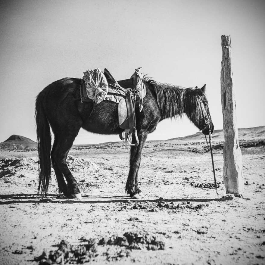 Navajo Pony