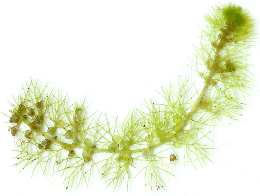 Uk_pond_bladderwort2.jpg