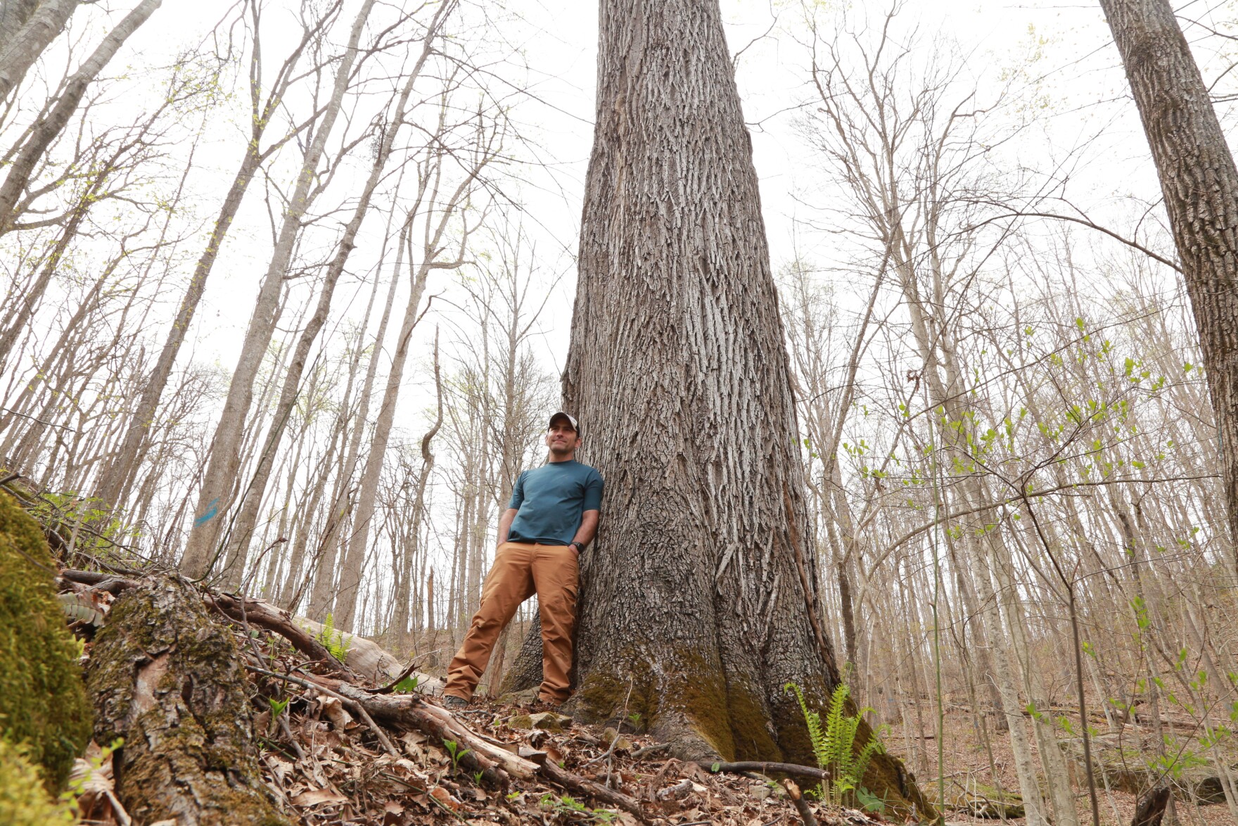 The world’s largest Red Hickory tree may be in Eastern Kentucky