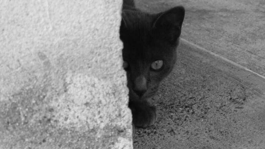 If a black cat crosses your path on Friday the 13th - or any other day - don't worry, says USC sociology professor Barry Markovsky. There is no truth to any superstitions about Friday the 13th, black cats or any other traditional "bad luck" myths.