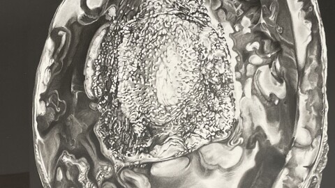 Shell of Poached Abalone, 2020