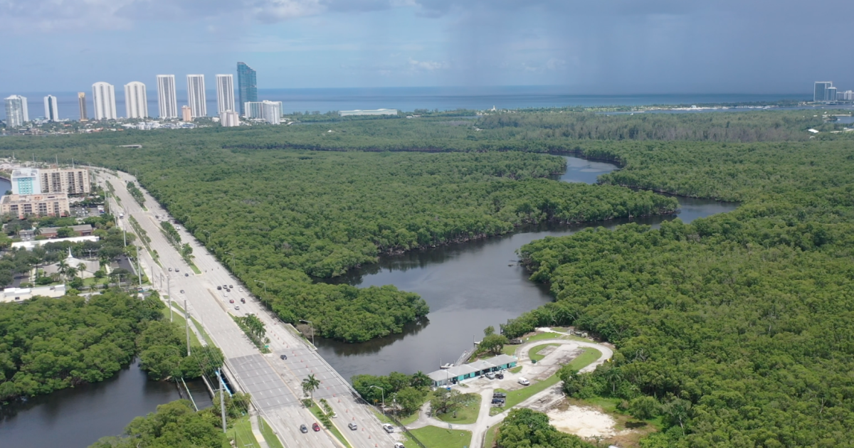 Miami commissioner drops controversial proposal to ban planting mangroves in city parks