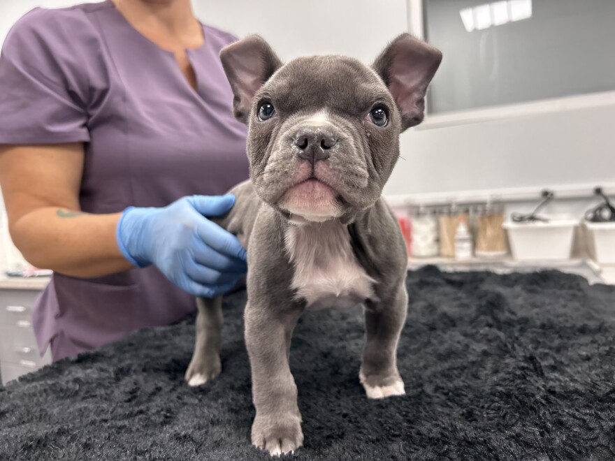 A gray puppy stands on a blanketed tabletop while a technician with blue gloves gentle holds on