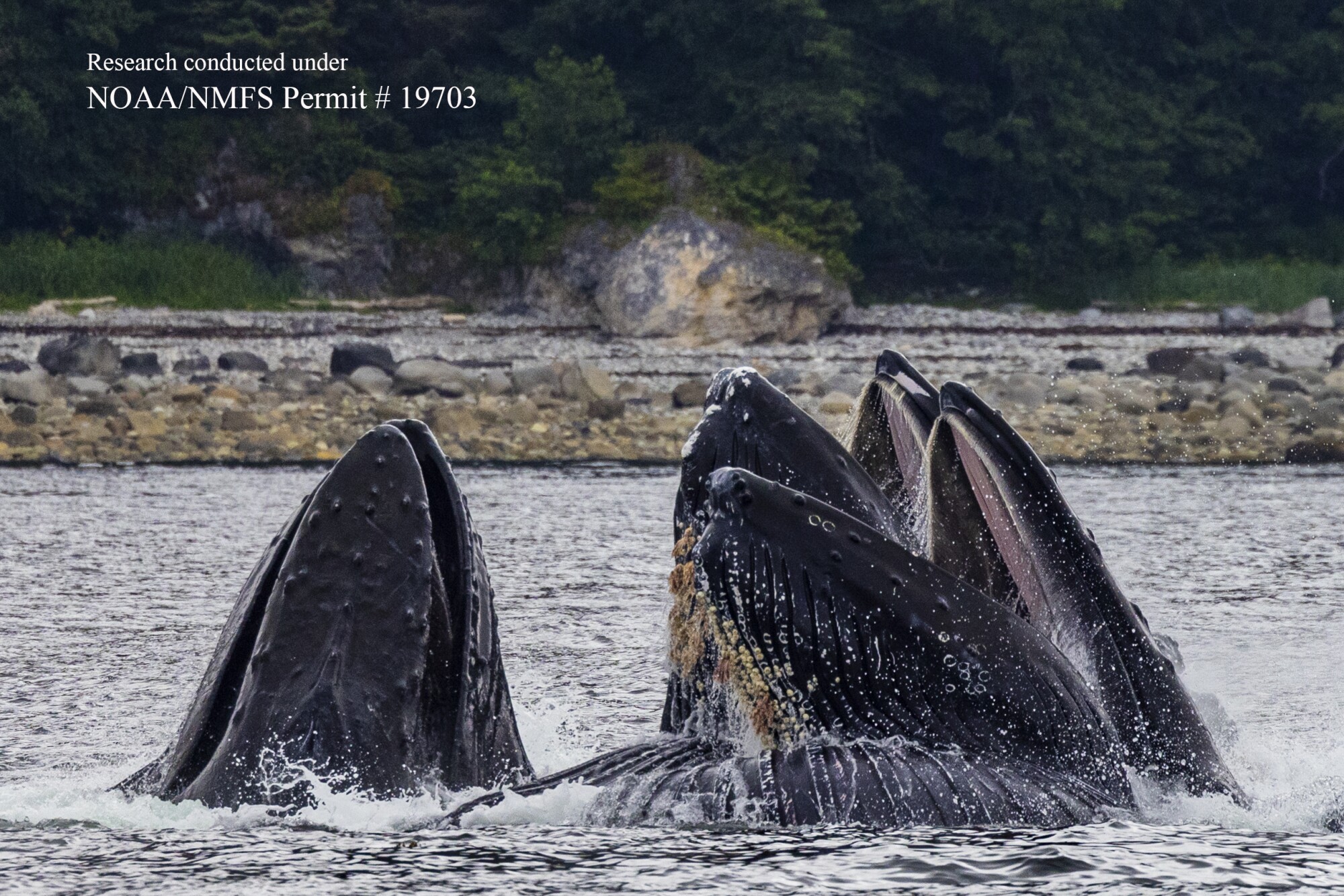 Talking to whales and searching for life in the universe