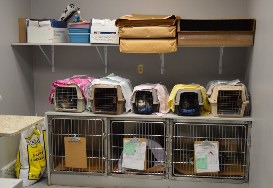 Cats in their carriers at the clinic for a procedure. Most of the clinic’s work involves spaying and neutering pets to cut down on overpopulation.