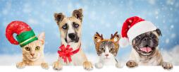 Row of dogs and cats dressed for Christmas celebration in a row hanging, paws, over white web banner with snowy winter scene background