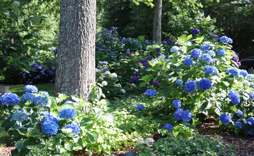 Photos of the home garden of CAI's The Garden Lady, C.L. Fornari 