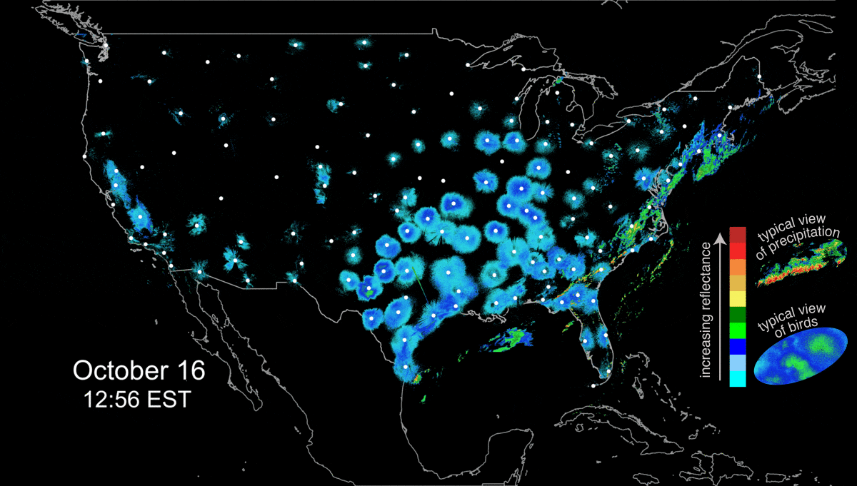 A 24-hour national mosaic animation of radar imagery featuring large numbers of birds taking flight. Circular blue and green features represent bird migration; precipitation appears as irregular bands. (Base reflectivity radar imagery from October 16-17, 2017, 12pm-12pm EST.)