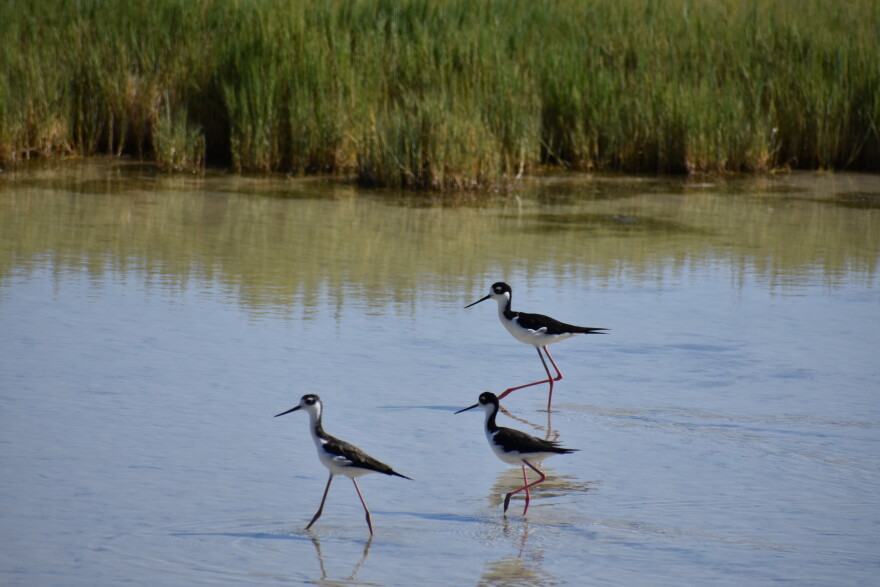 Three small black and white birds wade in Great Salt Lake. 