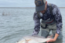 Red drum being safely released using best fish handling practices.